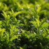tea tree oil melaleuca alternifolia