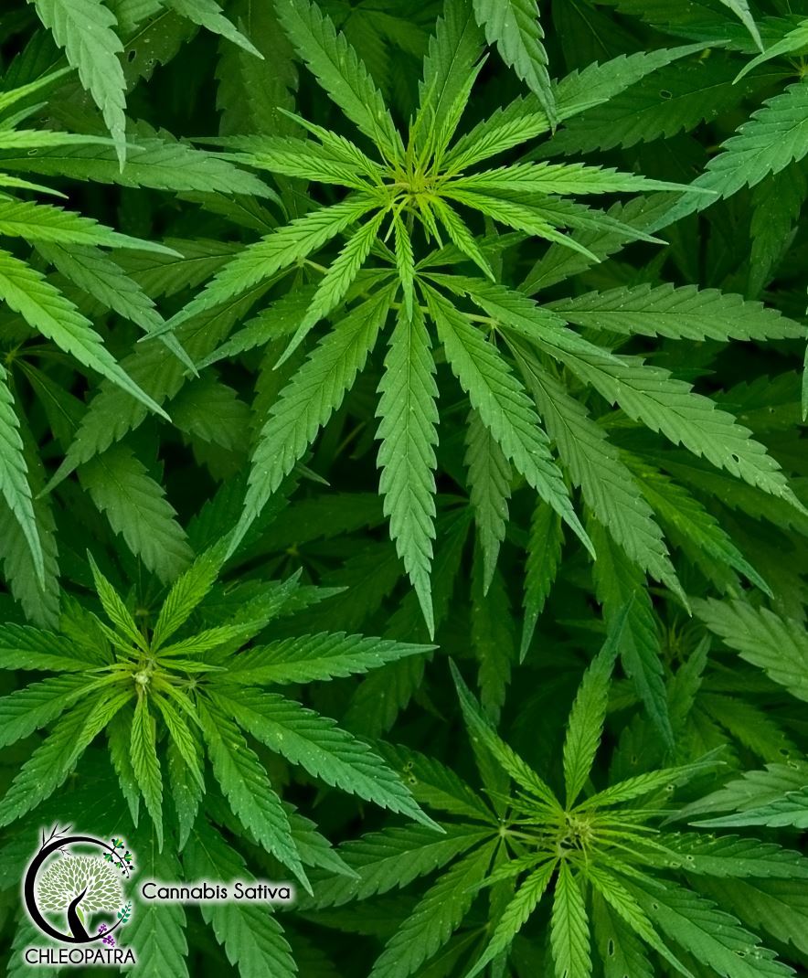 hamp - cannabis sativa