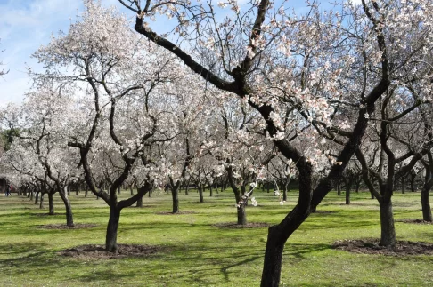 almond tree with flowers