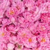 rosenvand blomstervand rosa damascena hydrolat flower water
