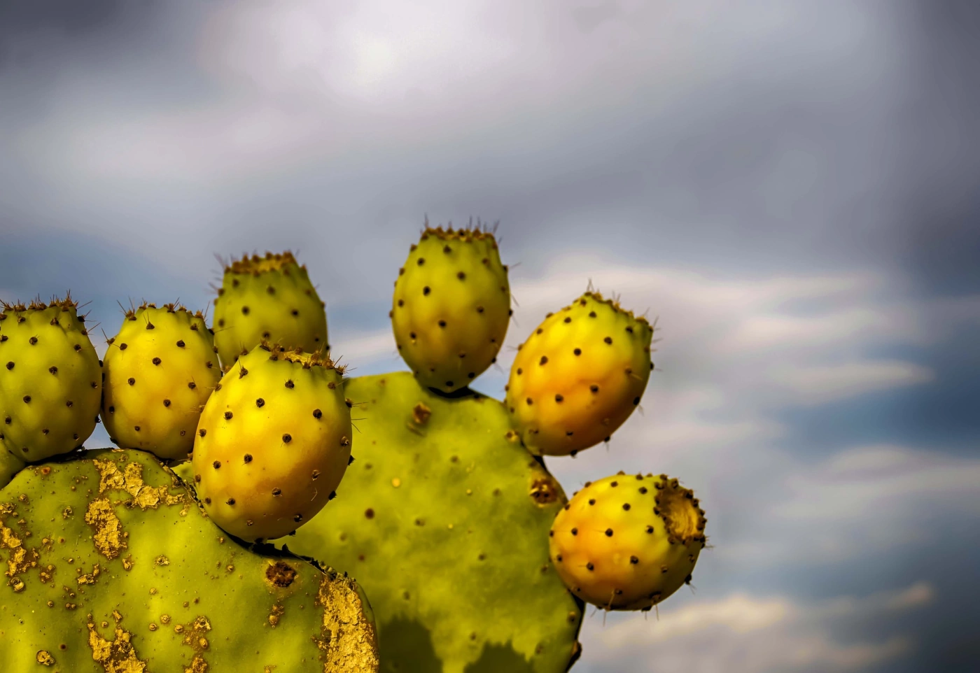 kaktusfikon kaktusfikonolja för huden
