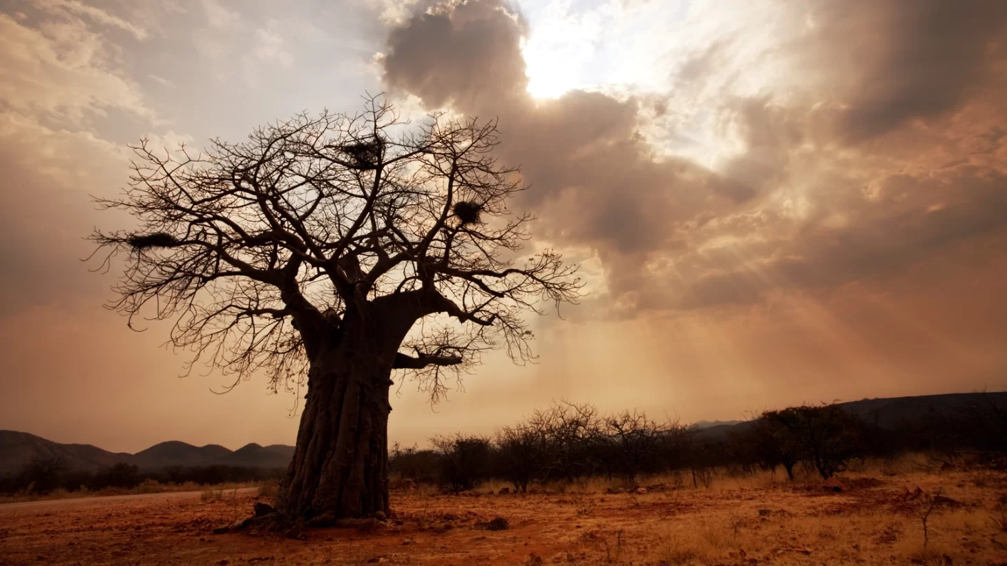 baobab træ